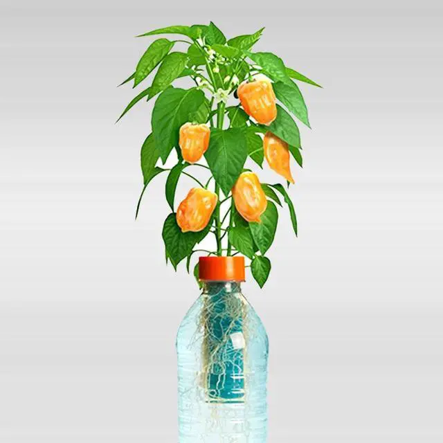 Alt view image 4 of 5 - Petomato Habanero Plant