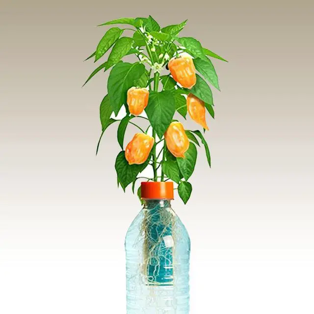 Alt view image 5 of 5 - Petomato Habanero Plant