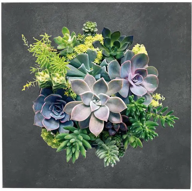 Alt view image 3 of 7 - Modern Home Living Wall Galvanized Steel/Zinc Succulent Planter (Black Zinc, 4 Pocket)