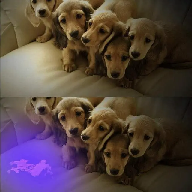 Alt view image 3 of 7 - JacobsParts UV Flashlight Black Light, Handheld Inspection Blacklight 12 Led 395nm Mini Light Torch for Dog Pet Urine Stains, Bed Bugs Detector and Scorpions