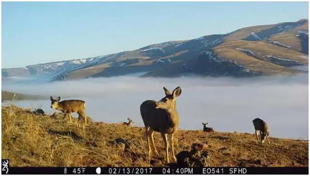 Alt view image 4 of 6 - Browning Trail Cameras Strike Force Pro X 1080 Motion-Activated Camera (Camo)