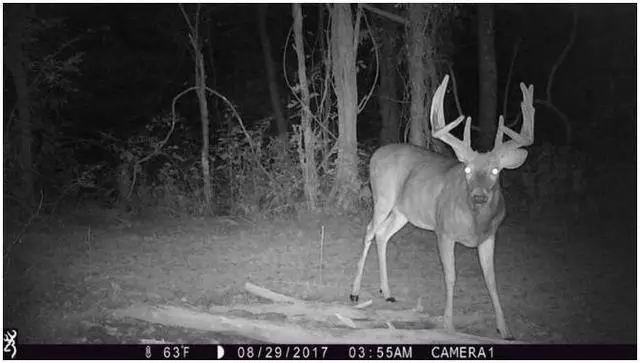 Alt view image 5 of 6 - Browning Trail Cameras Strike Force Pro X 1080 Motion-Activated Camera (Camo)