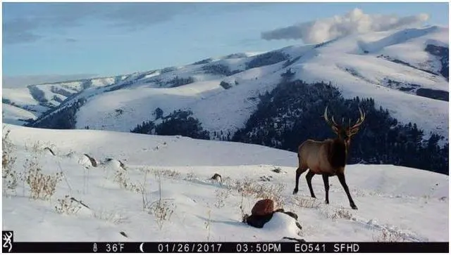 Alt view image 6 of 6 - Browning Trail Cameras Strike Force Pro X 1080 Motion-Activated Camera (Camo)