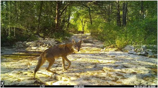 Alt view image 5 of 6 - Browning Trail Cameras Dark Ops Pro X 1080 Wildlife Motion-Activated Camera