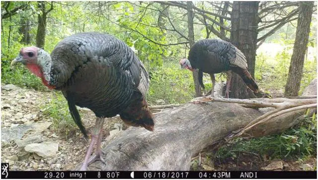 Alt view image 6 of 6 - Browning Trail Cameras Dark Ops Pro X 1080 Wildlife Motion-Activated Camera