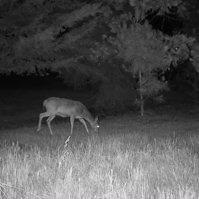 Alt view image 6 of 7 - Cuddeback CuddeLink Wireless, 3rd Gen (2-pack) Bundle with Home Camera Starter Kit