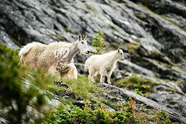 Alt view image 20 of 20 - Sigma 150-600mm f/5-6.3 DG DN OS Sports Lens for Sony E #747965