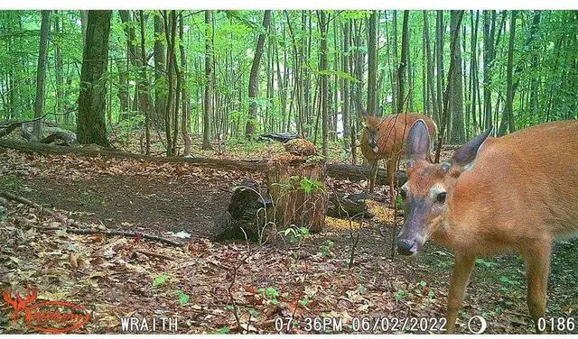 Alt view image 3 of 3 - Wildgame Innovations Wraith 2.0 Lightsout Trail Camera with 40 Infrared LEDs and 70-Feet Detection Range for 26MP Images, and 720p HD Video Capture