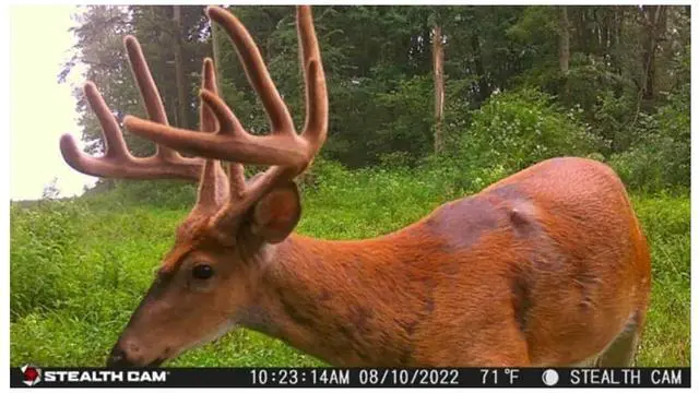 Alt view image 5 of 7 - Stealth Cam G42NG No-Glo Trail Camera 4-Pack Ready-to-Go Bundle with Game Cam Holders, Memory Cards, and Focus Camera USB Reader (17-Items)