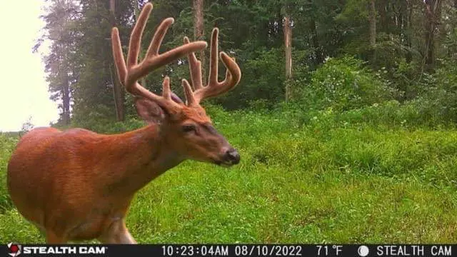 Alt view image 5 of 5 - Stealth Cam Browtine 18MP Digital Trail Camera Combo with SD Card and Batteries