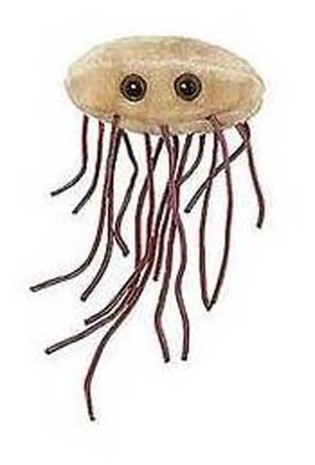 Alt view image 4 of 4 - GIANTmicrobes E. Coli (escherichia Coli)