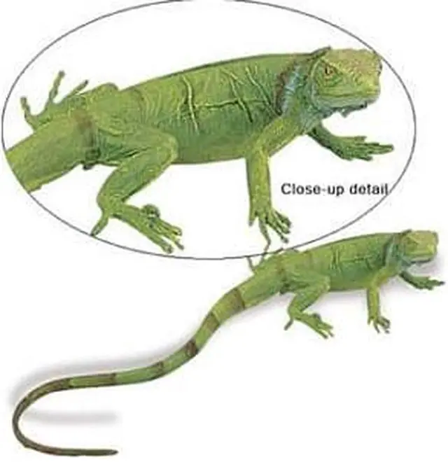 Alt view image 2 of 8 - Safari Incredible Creatures - Iguana Baby