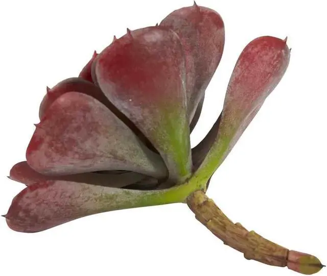 Alt view image 4 of 11 - Nearly Natural 6105-BG-S12 6 in. Echeveria Succulent Plant, Burgundy - Set of 12