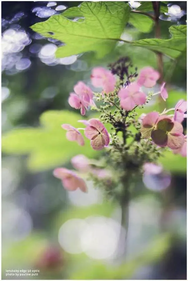 Alt view image 5 of 6 - lensbaby lb-3u5m composer pro ii with edge 50 lens for micro four-thirds camera