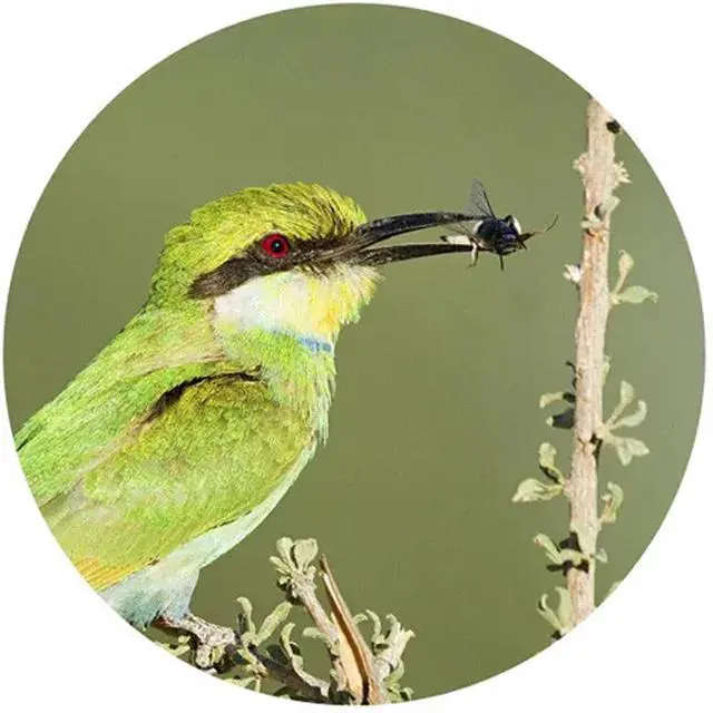 Alt view image 9 of 10 - Swarovski EL 10x42 Binoculars (Green) 37010