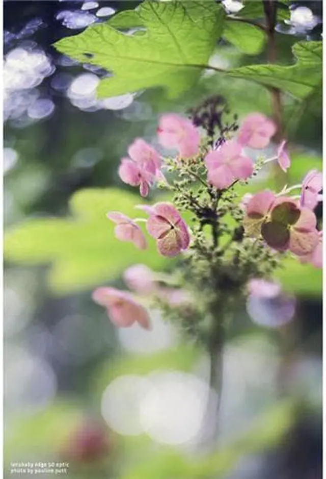 Alt view image 4 of 16 - Lensbaby Composer Pro II with Edge 50 Optic for Nikon F Mount #LBCP2E50N