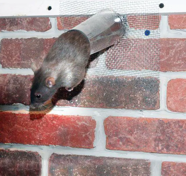 Alt view image 4 of 6 - BIRD BARRIER N8-PC15 Bat Removal Cone,6 in.,PK6