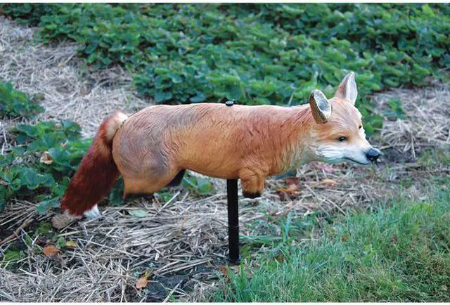 Alt view image 4 of 5 - BIRD-X FOX-3D Fox, 3-D,2 lb.,Poly Rubber