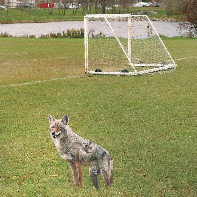 Alt view image 9 of 9 - BIRD-X COYOTE Coyote, 2-D,4 lb.,Coraplast