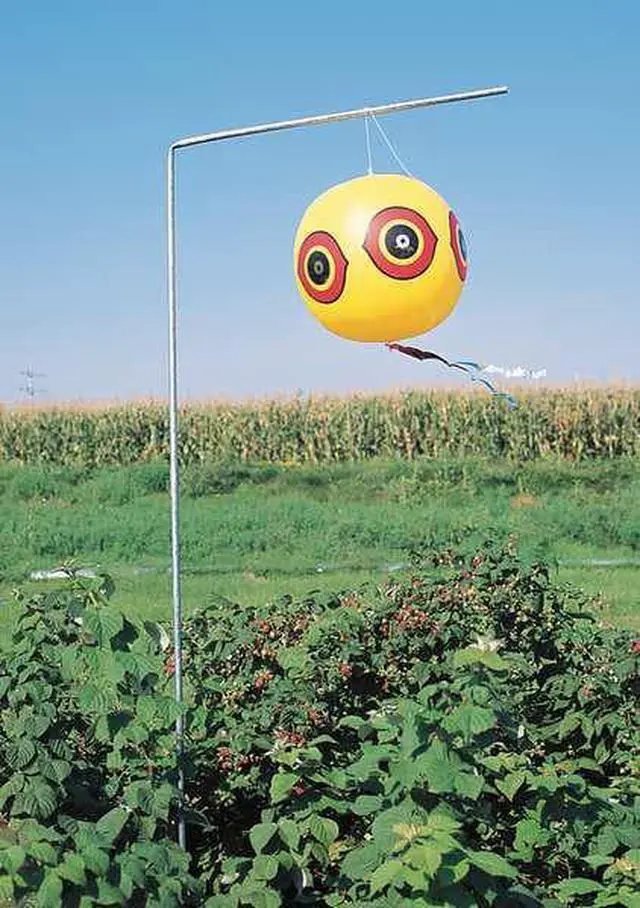 Alt view image 4 of 7 - BIRD-X BLACK SCARE EYES Visual Bird Repellers,Scare Eyes, Black