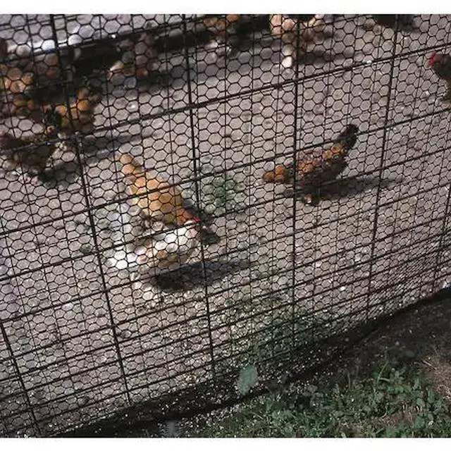 Alt view image 3 of 3 - Fence Poultry 4Ft 50Ft Plstc TENAX CORP Poultry Netting 72120346 Black Plastic