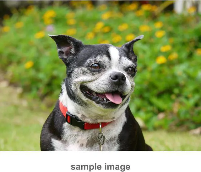 Alt view image 17 of 20 - LUMIX G X VARIO PZ 45-175mm / F4.0-5.6 ASPH. Lens