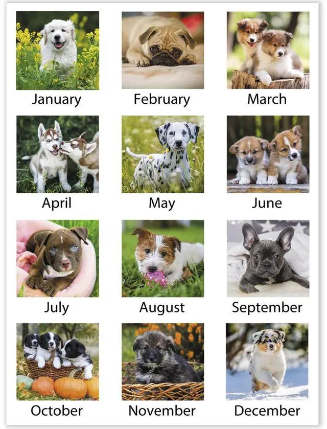 Alt view image 4 of 7 - AT-A-GLANCE® 2026 Puppies Monthly Wall Calendar, Large, 15 1/2" x 22 3/4"