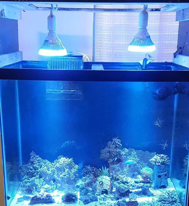 Alt view image 7 of 7 - OmaiLighting LED Aquarium Light Bulb, Blue White 12w Class