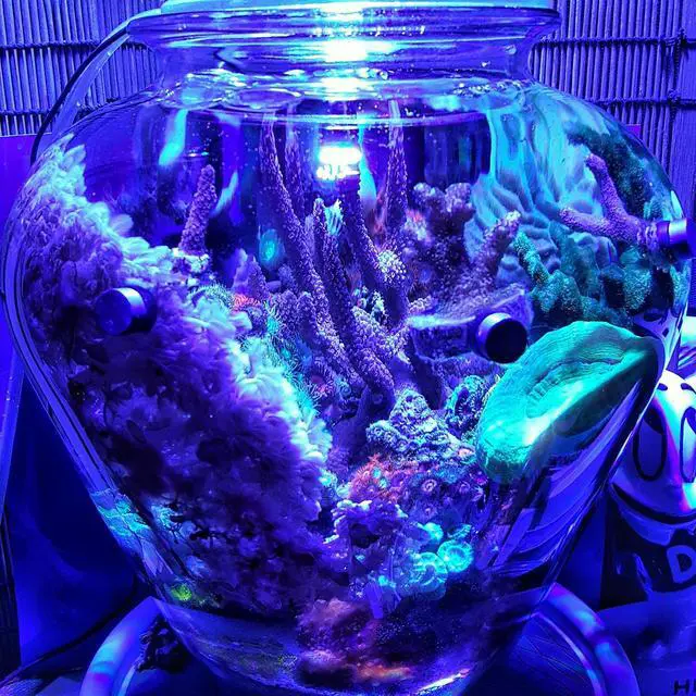 Alt view image 3 of 7 - OmaiLighting 12W Blue and White LED Grow Light Bulb for Reef and Freshwater Aquarium