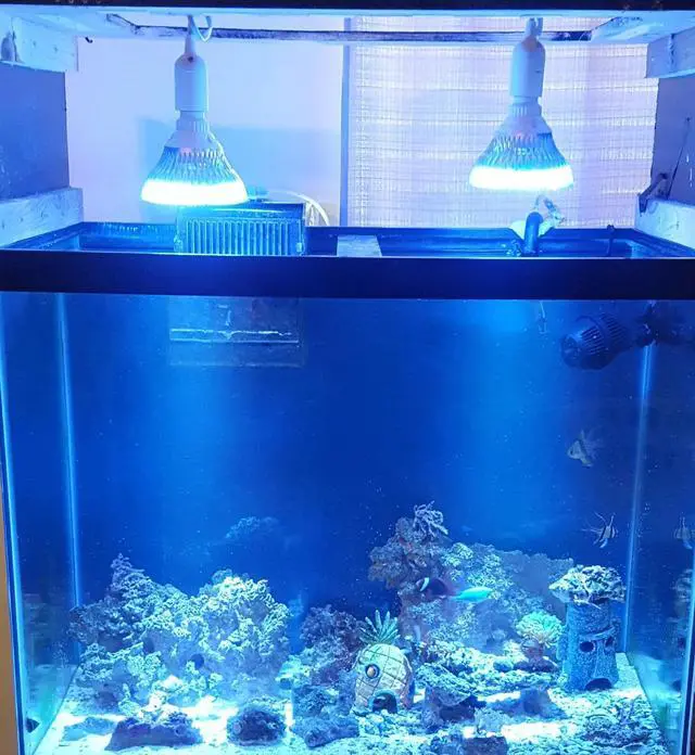 Alt view image 2 of 7 - OmaiLighting 12W Blue and White LED Grow Light Bulb for Reef and Freshwater Aquarium