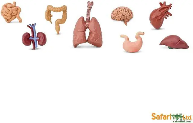 Alt view image 3 of 9 - Human Organs Toob Mini Figures Safari Ltd