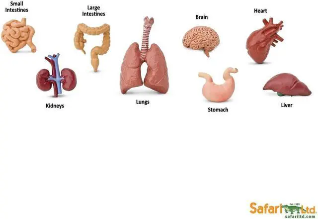 Alt view image 4 of 9 - Human Organs Toob Mini Figures Safari Ltd