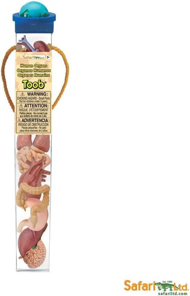 Alt view image 5 of 9 - Human Organs Toob Mini Figures Safari Ltd