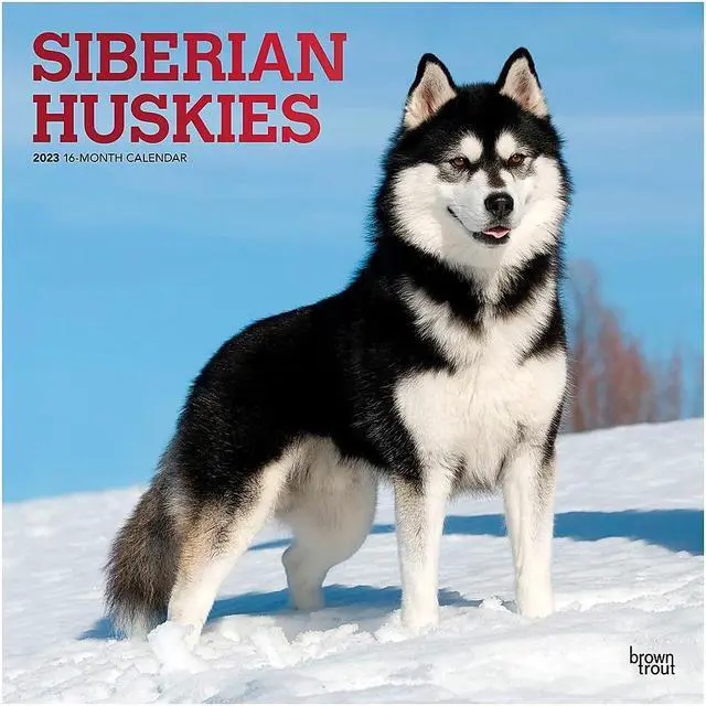 2023 BrownTrout Siberian Huskies 12"" x 12"" Monthly Wall Calendar -  Newegg.com