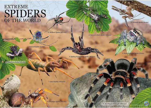 Alt view image 3 of 8 - Learning Advantage WILD! ScienceExtreme Science Kit Spiders of the World for Grade 1+ CTUWES945