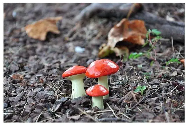 Alt view image 7 of 12 - G & F MiniGardenn 10025 Fairy Garden Miniature Mushrooms (Set of 3), Orange, 0.5-1.25"High