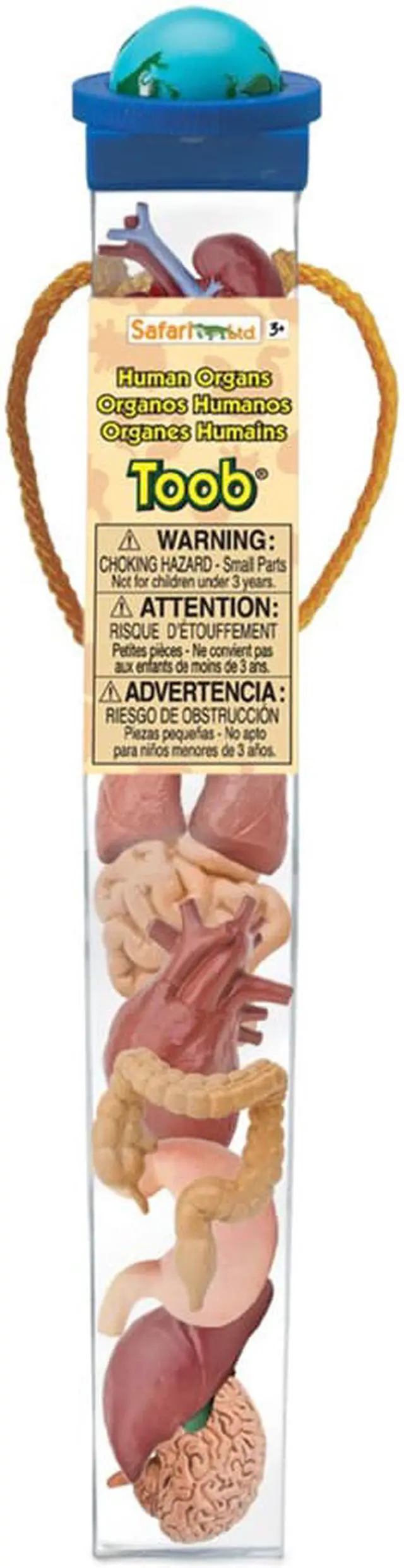 Main image of Human Organs Toob Mini Figures Safari Ltd