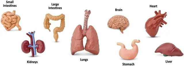 Alt view image 2 of 9 - Human Organs Toob Mini Figures Safari Ltd