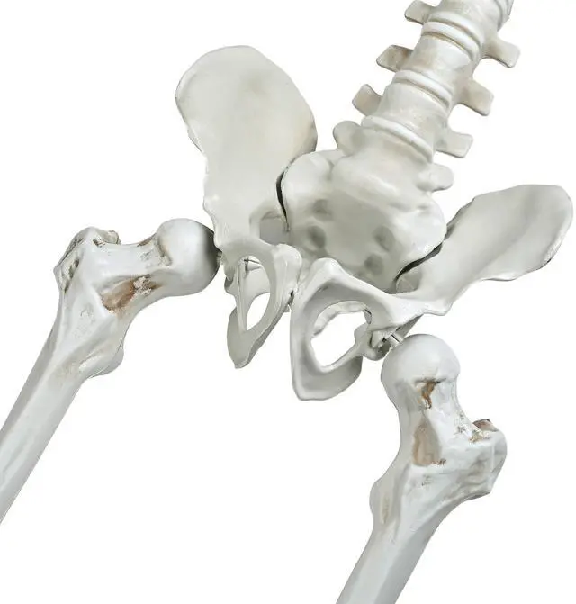 Alt view image 3 of 7 - Yescom 2PCS Pirate Life Size Skeleton Poseable Full Size Halloween Party Decoration Haunted House 2025