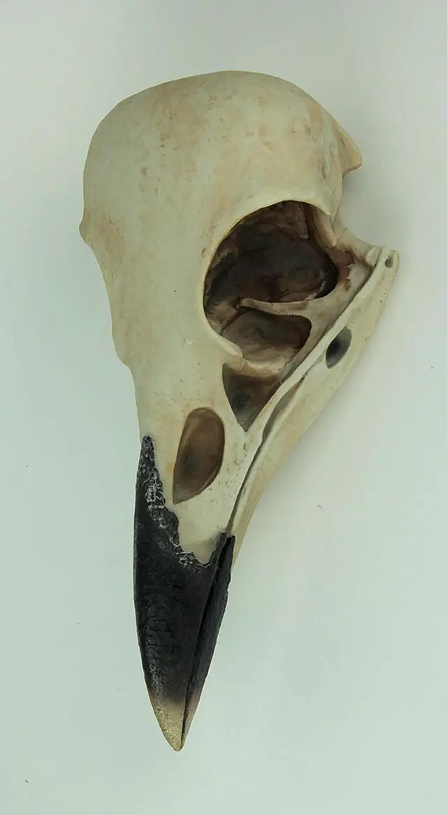 Alt view image 2 of 3 - The Enigmatic Corvus: Bird of Prophecy Gothic Raven Skull Wall Decor - Mysterious Hanging Statue for Intriguing Home Ambiance - Easy To Hang - 16 Inches High