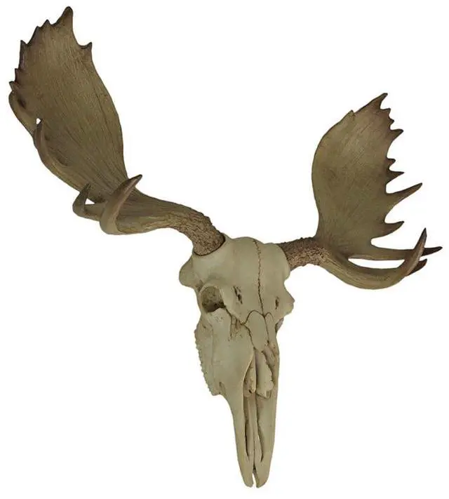 Alt view image 2 of 7 - Bull Moose Skull Wall Sculpture, 23 Inch Faux Aged Bone Resin Decor
