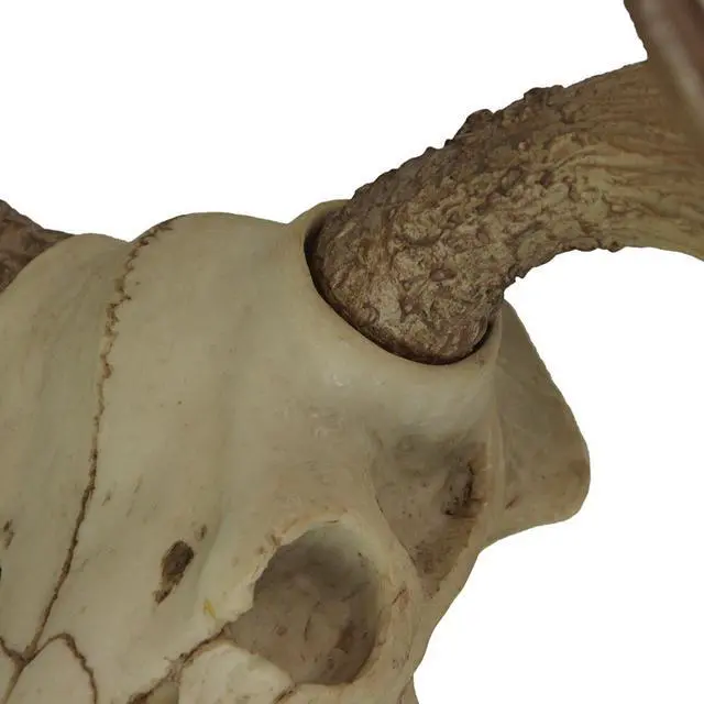 Alt view image 3 of 7 - Bull Moose Skull Wall Sculpture, 23 Inch Faux Aged Bone Resin Decor