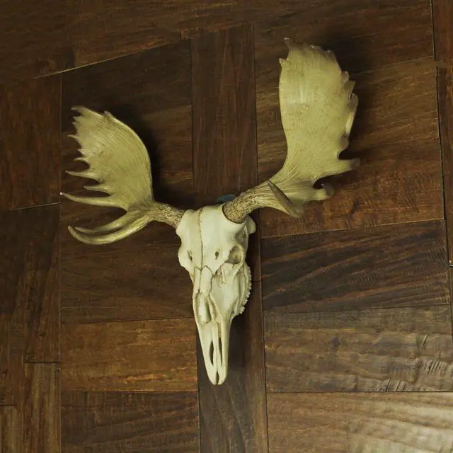 Alt view image 6 of 7 - Bull Moose Skull Wall Sculpture, 23 Inch Faux Aged Bone Resin Decor