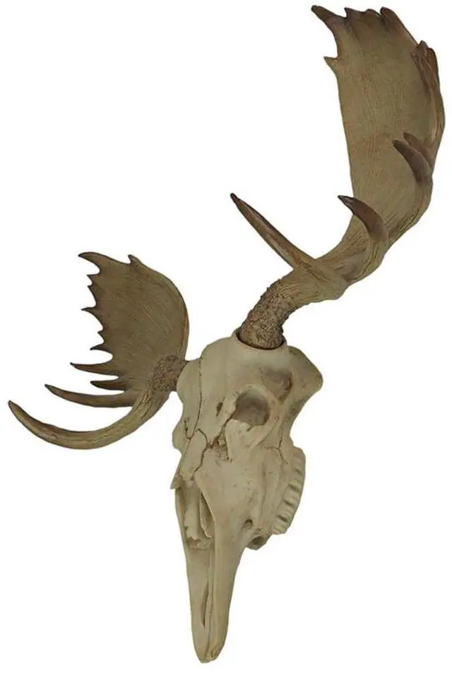 Alt view image 7 of 7 - Bull Moose Skull Wall Sculpture, 23 Inch Faux Aged Bone Resin Decor