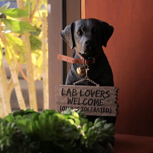 Alt view image 6 of 7 - Charming Black Labrador Indoor Outdoor Welcome Statue: Lifelike Canine Companion with Reversible Message Sign for Heartwarming Greetings and Playful Decor