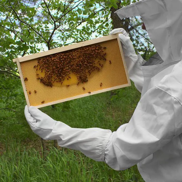 Alt view image 6 of 6 - Honey Keeper Beekeeping Gloves, Small - Goatskin Leather with Canvas Sleeve and Elastic Cuff