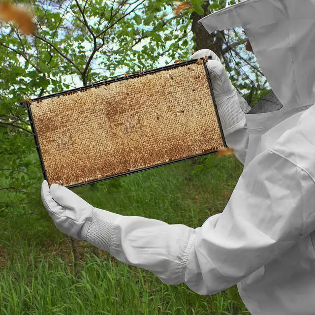 Alt view image 6 of 6 - Honey Keeper  9" Black Plastic Beeswax Coated Bee Frame and Foundation Body, 10 Pack