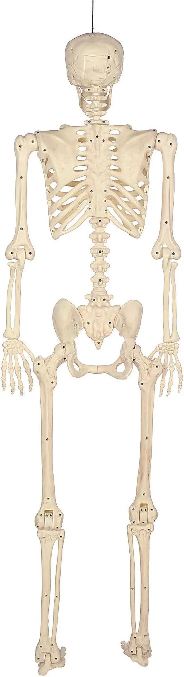 Alt view image 3 of 6 - BOO BOX 5' Animated Full Size Skeleton, Halloween Decorations for Outside, Porch or Yard with Light-up Eyes and Speaker