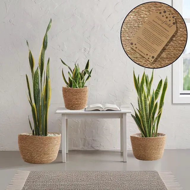 Alt view image 2 of 6 - Casafield Set of 3 Seagrass Planter Baskets with Liners - Natural, Hand Woven Indoor Flower Pot Covers for Plants, Succulents, Home Decor