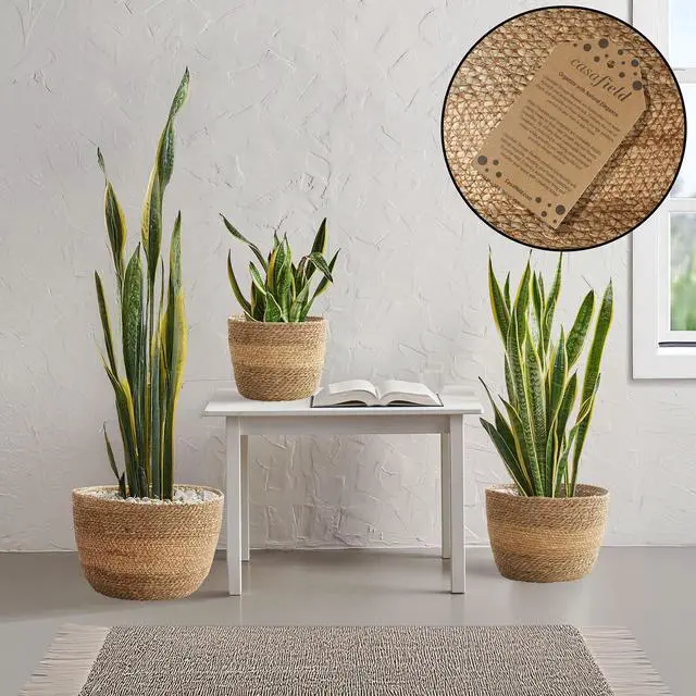 Alt view image 2 of 6 - Casafield Set of 3 Seagrass Planter Baskets with Liners - Two-Tone, Hand Woven Indoor Flower Pot Covers for Plants, Succulents, Home Decor